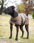 Outback Clancy Oilskin Canine Coat