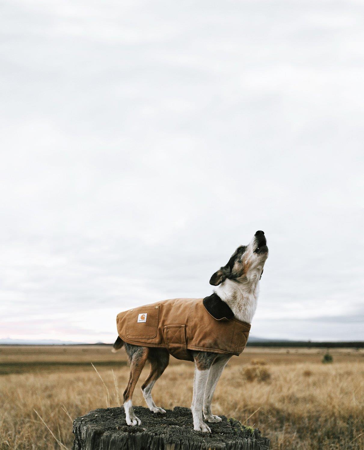Carhartt Chore Dog Coat | Canada | ruggednorth.ca